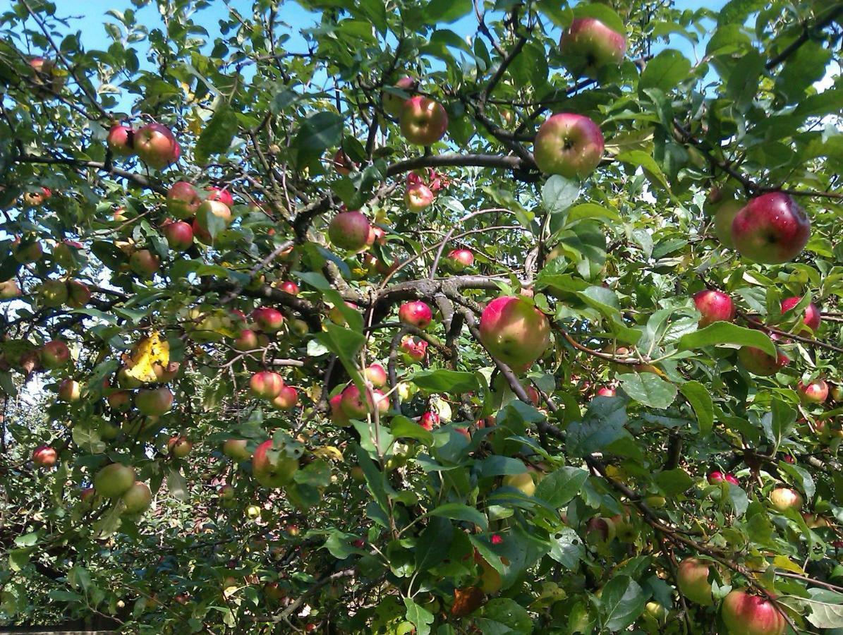 Apple Tree Apartment Zagreb Ngoại thất bức ảnh